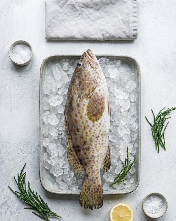 Black Grouper