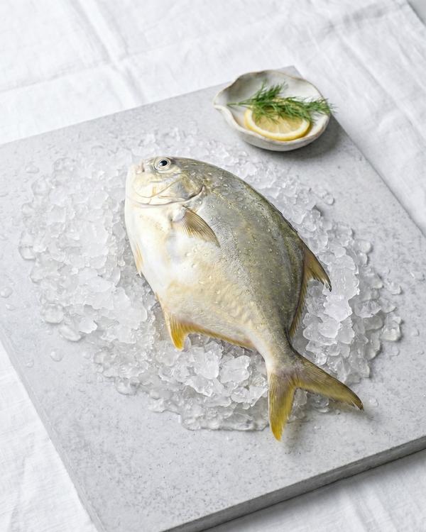 Silver Pomfret