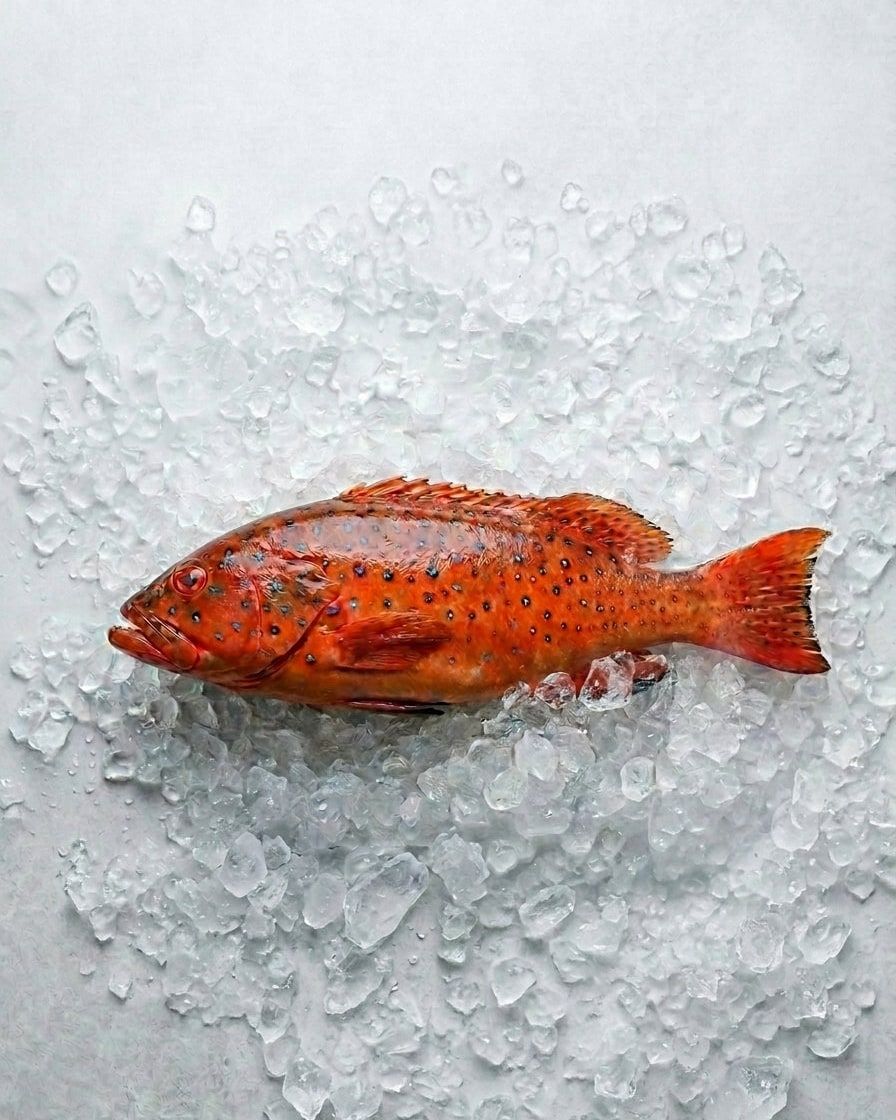 Red Grouper
