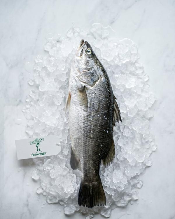 Asian Seabass