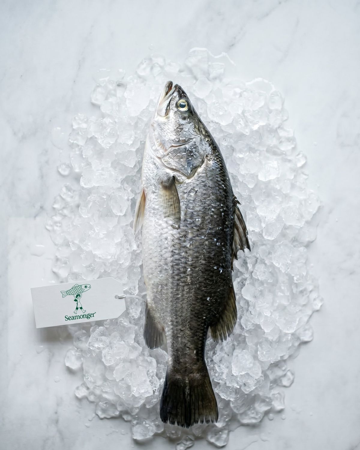 Asian Seabass